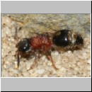 Smicromyrme rufipes - Rotbeinige Spinnenameise w12 5mm.jpg